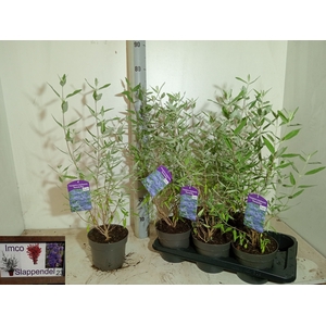 CARYO CL HEAVEN BLUE