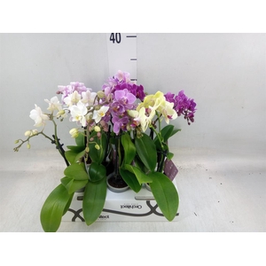 Phalaenopsis   ...mini