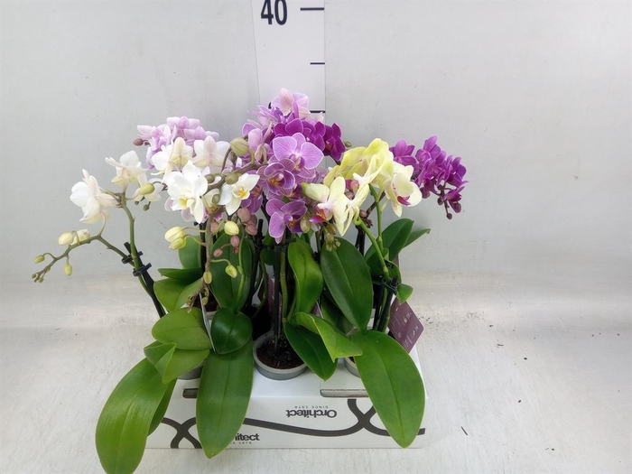 <h4>Phalaenopsis   ...mini</h4>
