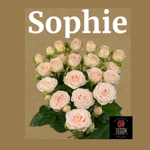 Rosa Spray Sofie