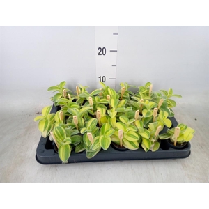 Tradescantia sillam. 'Brown Hill'