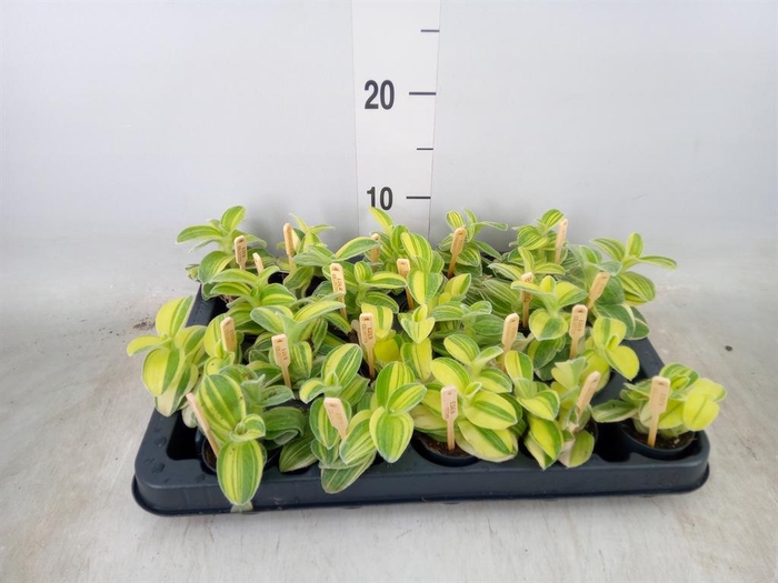 <h4>Tradescantia sillam. 'Brown Hill'</h4>