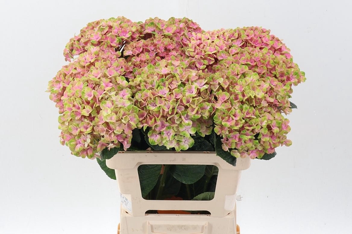 <h4>Hydr M Mag Coral</h4>