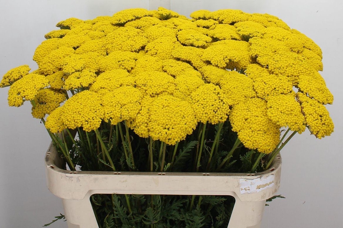 <h4>Achillea filipend. 'Parkers Variet'</h4>