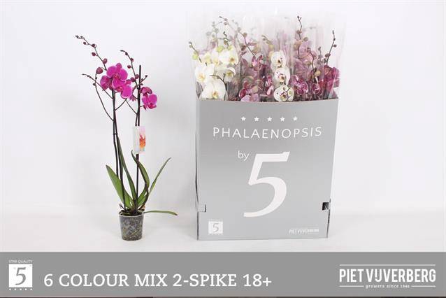 <h4>PHAL GEM 6 KL</h4>