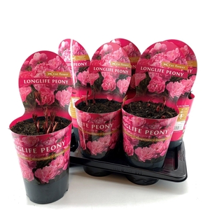 Paeonia 21CM C4 Roze Longlife Exclusive