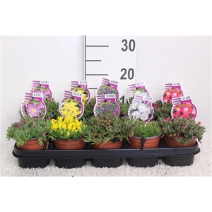 Delosperma mix P12 (potgekweekt)