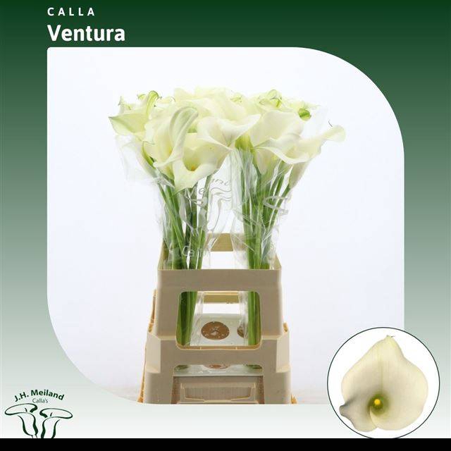 <h4>ZANT CAPT VENTURA</h4>