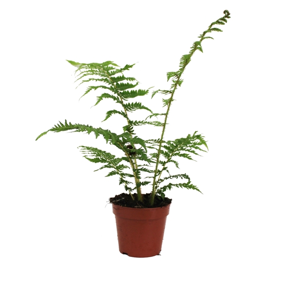 <h4>Cyathea Cooperii (Australian Tree Fern)</h4>