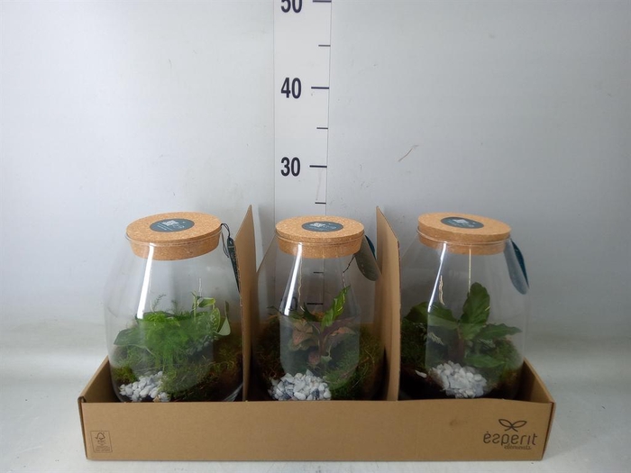 <h4>Arr. Planten H%</h4>