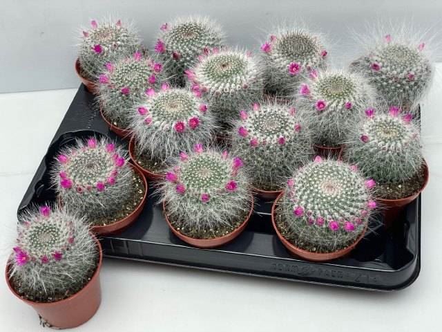 <h4>Cactus bloeiend</h4>