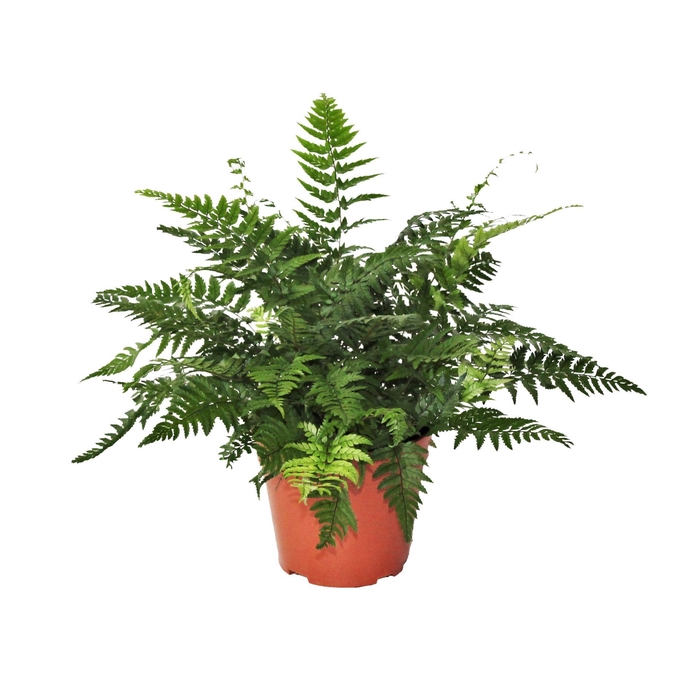 <h4>Athyrium</h4>