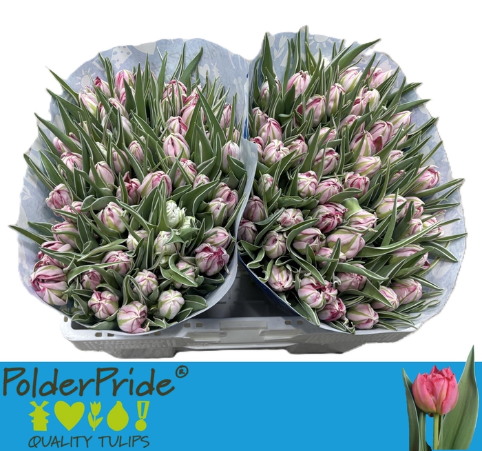 <h4>TU DU FLASH POINT</h4>