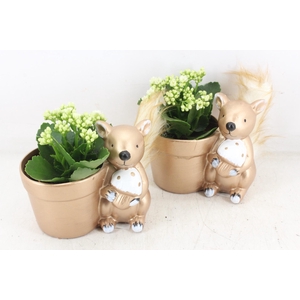 arr3 RN - Shiny squirrel kal.