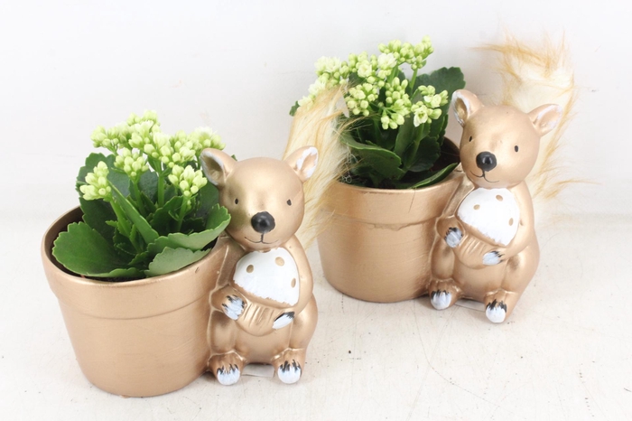 <h4>arr3 RN - Shiny squirrel kal.</h4>