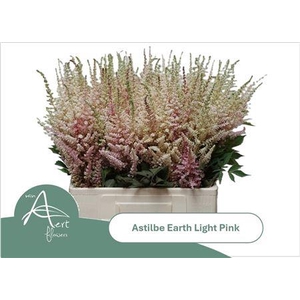 Astilbe Ar Earth L Pink