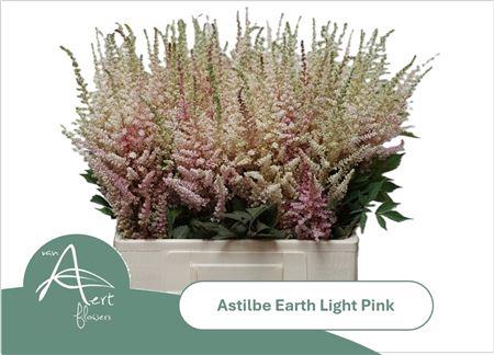 <h4>Astilbe Ar Earth L Pink</h4>