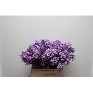 Kaaps Brunia Silver Milka