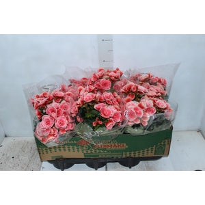 BEGONIA BORIAS P15