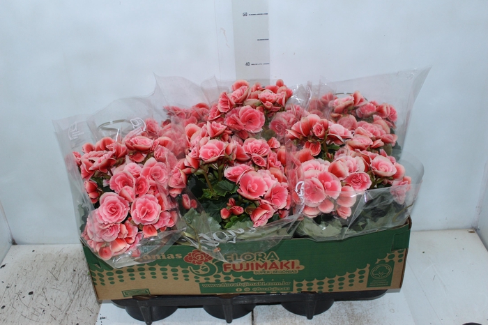 <h4>BEGONIA BORIAS P15</h4>