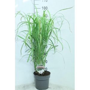 Miscanthus Sinensis David