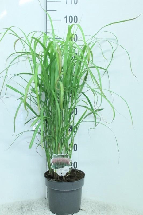 <h4>Miscanthus Sinensis David</h4>