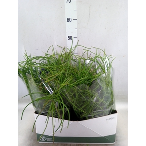 Rhipsalis   ...