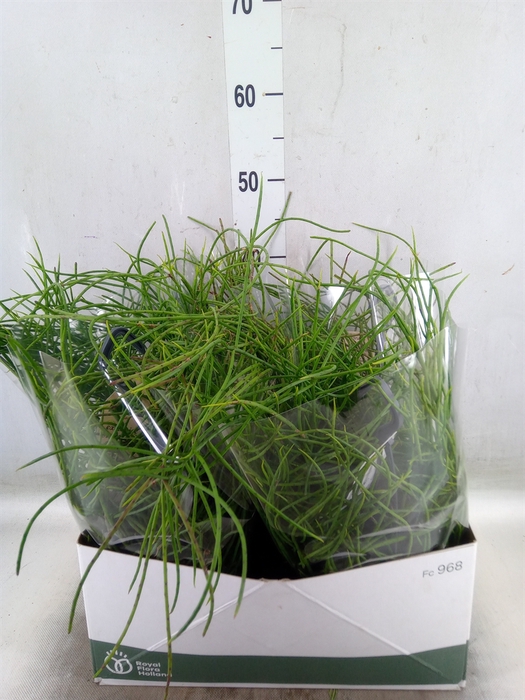 <h4>Rhipsalis   ...</h4>