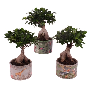 Ficus m. Ginseng Ball Shape Ø15cm in Ø16cm Ceramic BY561