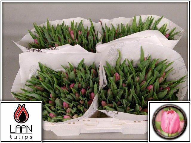 <h4>TU EN CHRISTM DREAM</h4>