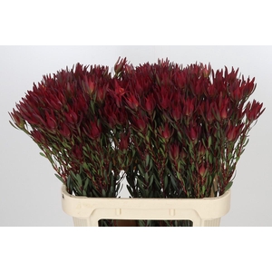 Leucadendron Blush Spray