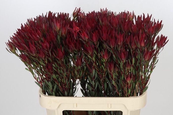 <h4>Leucadendron Blush Spray</h4>