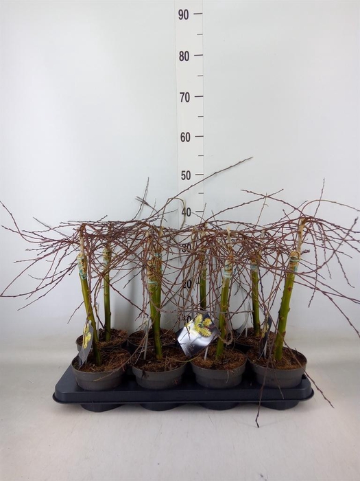 <h4>Salix repens 'Iona'</h4>