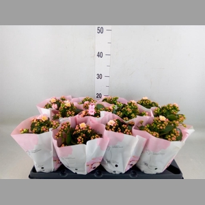 Kalanchoe blos.   ..rosebud