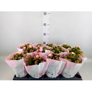 Kalanchoe blos.   ..rosebud