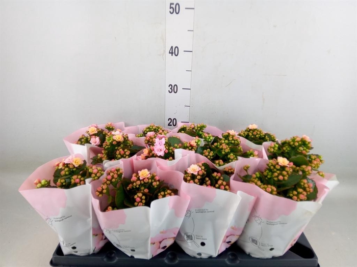 <h4>Kalanchoe blos.   ..rosebud</h4>