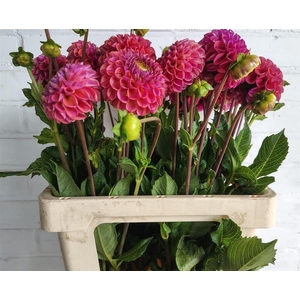 Dahlia Florence