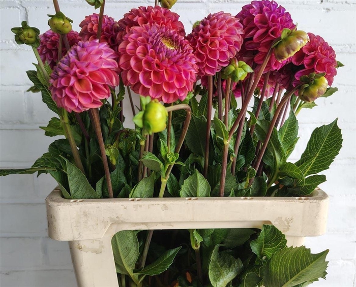 <h4>Dahlia Florence</h4>