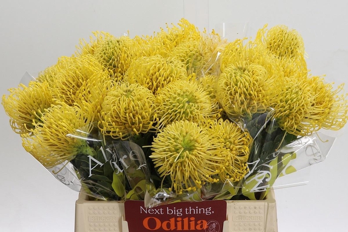 <h4>LEUCO CO HIGH GOLD</h4>