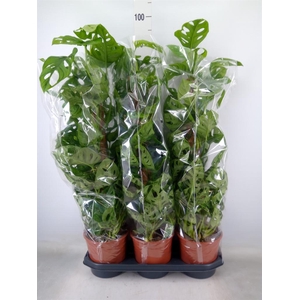 Monstera obliqua 'Monkey Mask'