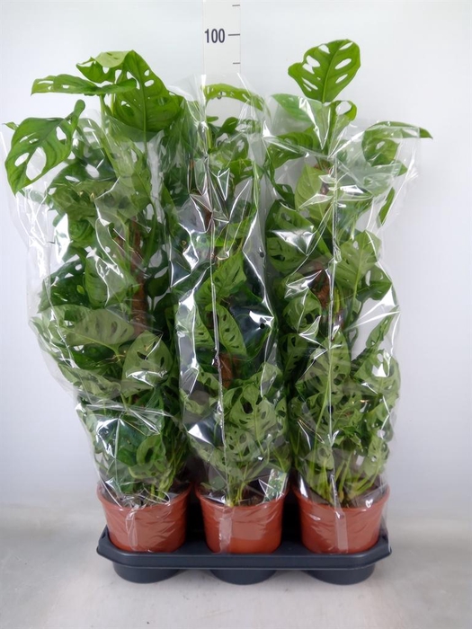 <h4>Monstera obliqua 'Monkey Mask'</h4>