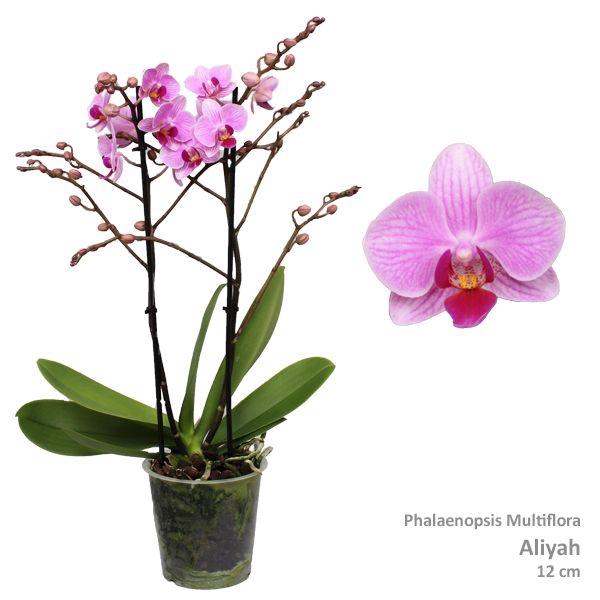 <h4>Phal. Multiflora "Aliyah" 2-tak</h4>