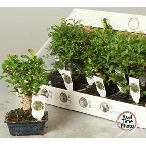 BONSAI GEM