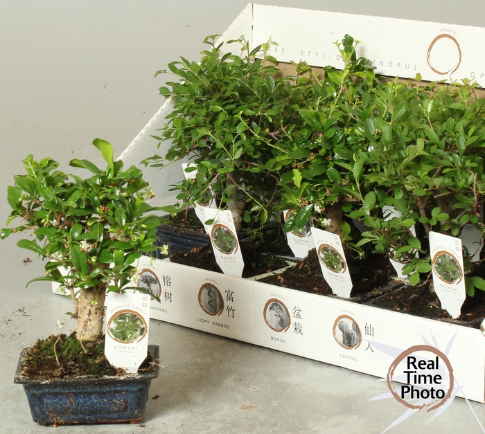 <h4>BONSAI GEM</h4>