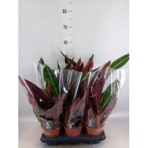 Stromanthe sanguin. 'Triostar'