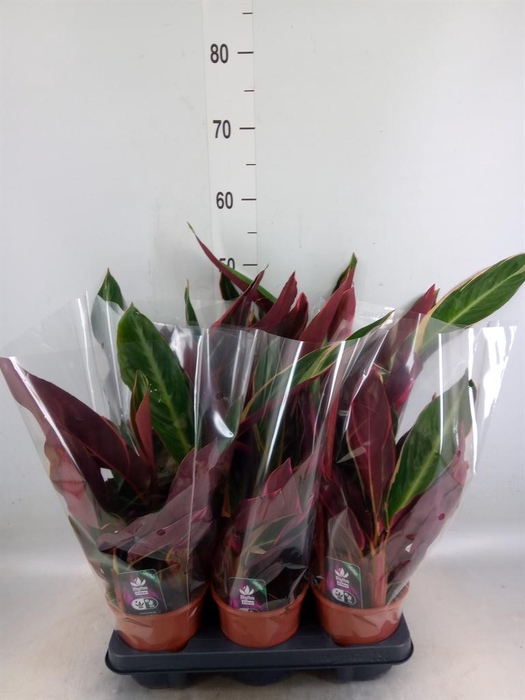 <h4>Stromanthe sanguin. 'Triostar'</h4>