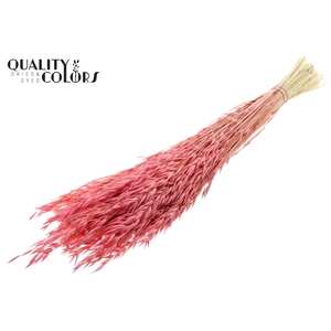 Avena per bunch Intense Frosted Pink