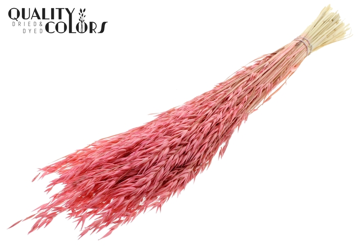 Avena per bunch Bleached Frosted Pink