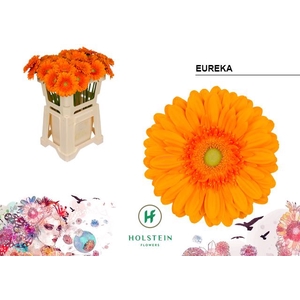 Gerbera Eureka