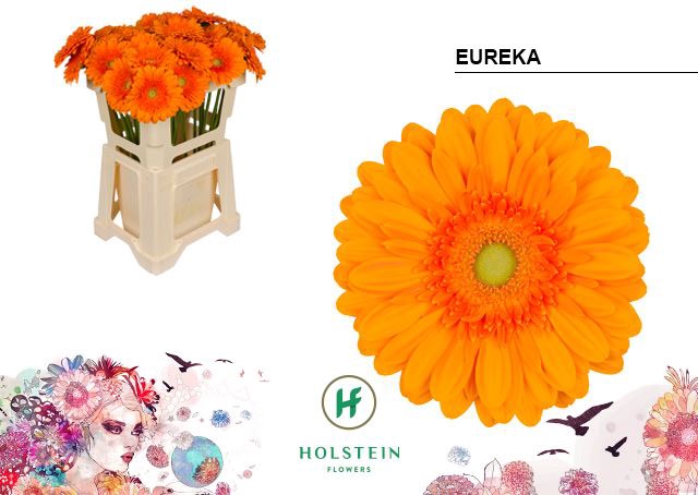 <h4>Gerbera Eureka</h4>